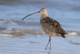 Long-billed Curlew