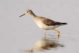 Lesser Yellowlegs