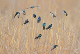 Tree Swallows