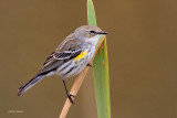 Yellow-rumped Warbler