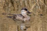 Ruddy Duck