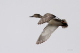 Gadwall