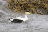 Common Eider