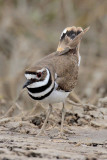 Kildeer