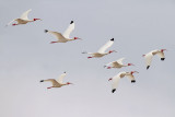 Migrating White Ibis