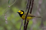 Hooded Warbler