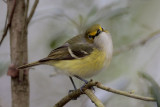 White-eyed Vireo