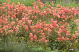 Indian Paintbrush