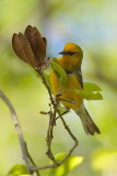 Blue-winged Warbler