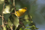 Blue-winged Warbler