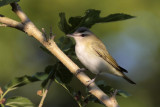 Red-eyed Vireo