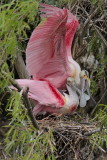 Roseate Spoonbills