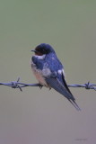 Barn Swallow