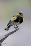 Audubons Yellow-rumped Warbler