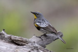 Audubons Yellow-rumped Warbler