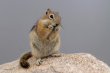 Black-mantled Ground Squirrel