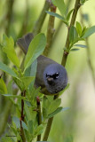 MacGillivrays Warbler