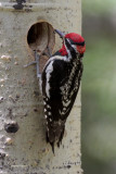 Red-naped Sapsucker