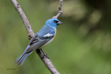 Lazuli Bunting