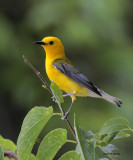 Prothonotary Warbler