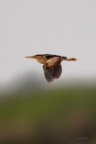 Least Bittern