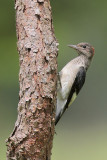 Red-headed Woodpecker juve
