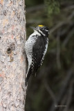 Three-toed Woodpecker