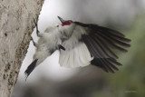 Red-headed Woodpecker