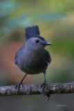 Gray Catbird