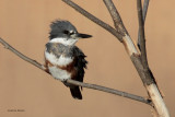 Belted Kingfisher