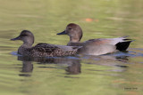 Gadwall