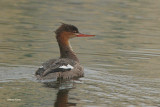 Red-breasted Merganser