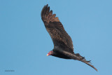 Turkey Vulture