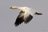 Snow Goose