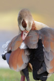 Egyptian Goose