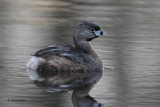 Pied-billed Grebe