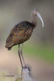 White-faced Ibis