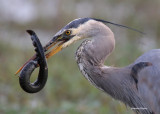 Great Blue Heron and Siren