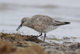 Red Knot