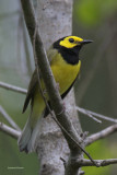 Hooded Warbler