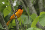 Baltimore Oriole