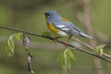 Northern Parula