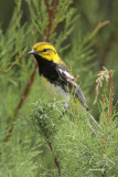 Black-throated Green Warbler