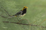 Black-throated Green Warbler