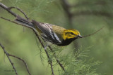 Black-throated Green Warbler