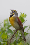 Dickcissel