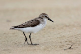 Sanderling