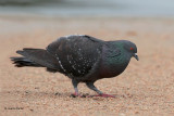 Rock Pigeon displaying