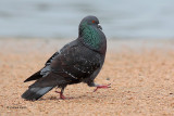 Rock Pigeon