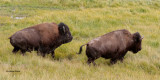 American Bison Chasing Another One Away